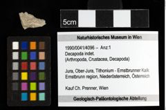 Foto (Objekt + Etiketten) von Decapoda indet. 